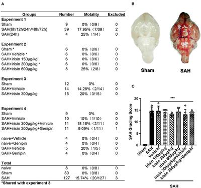Irisin Contributes to Neuroprotection by Promoting Mitochondrial Biogenesis After Experimental Subarachnoid Hemorrhage